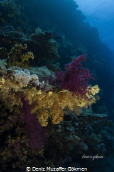 soft corals forest by Deniz Muzaffer Gökmen 